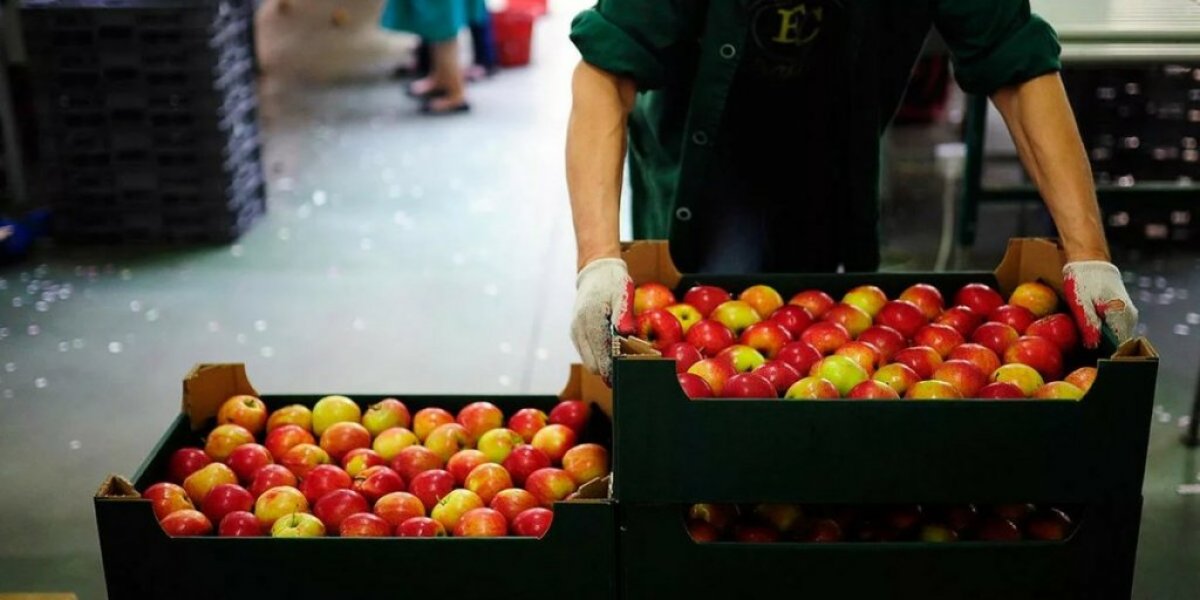 В Польше «призывают» поляков увеличить яблоки в своём рационе